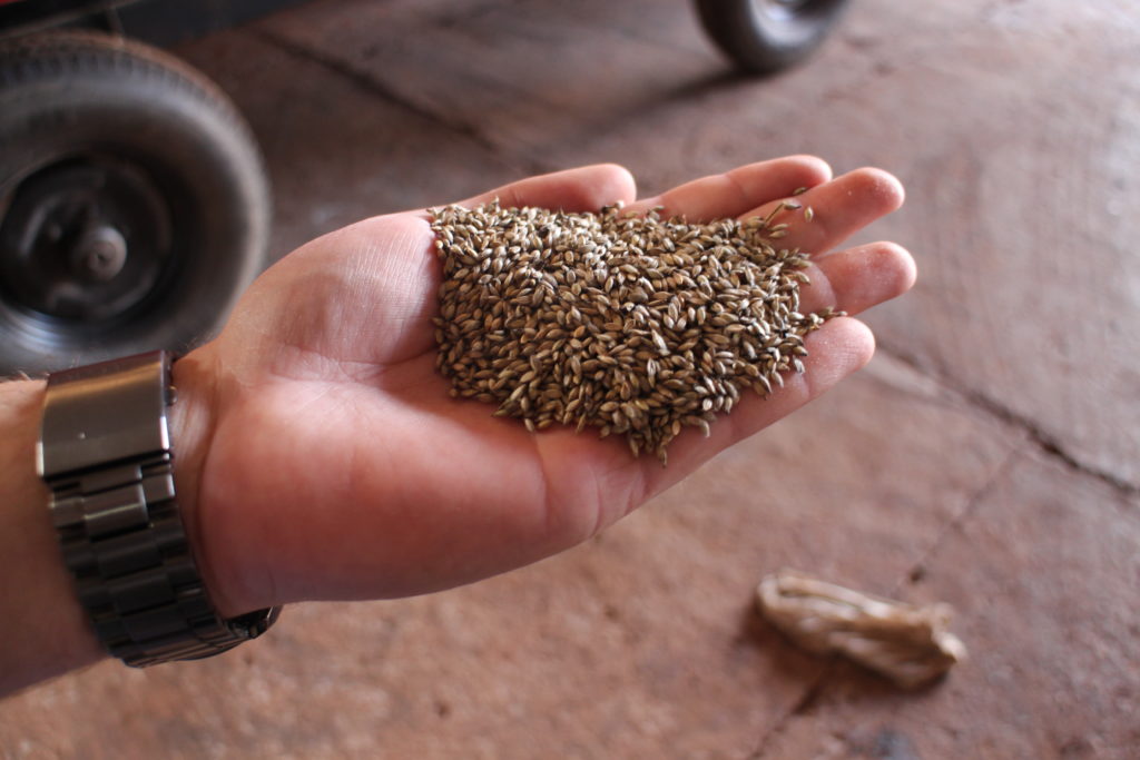 Hand of a soy farmer 