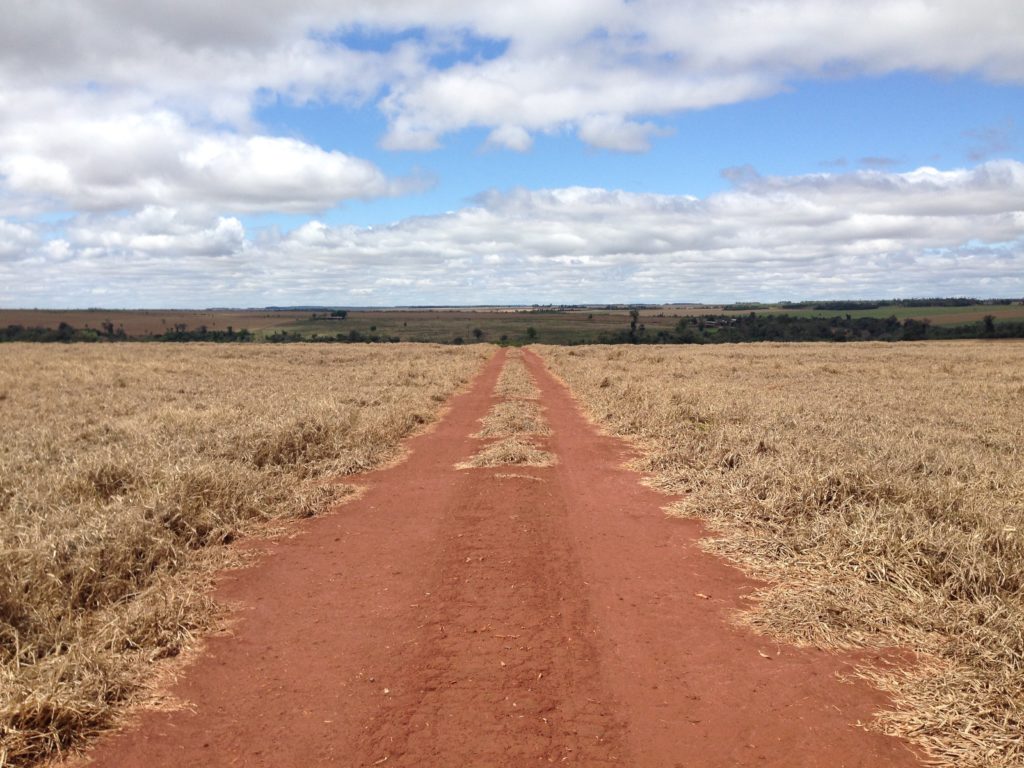 Fields of a Soy farmer 