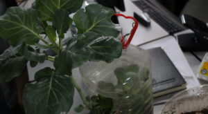 plants