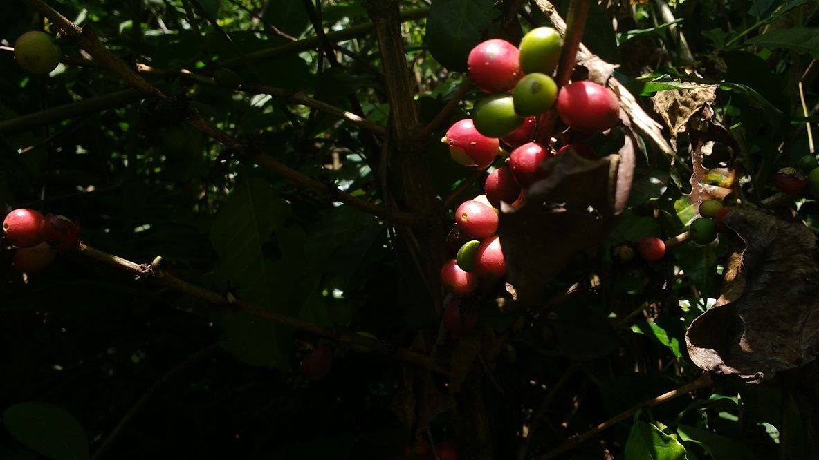 The fruits of coffee before being picked